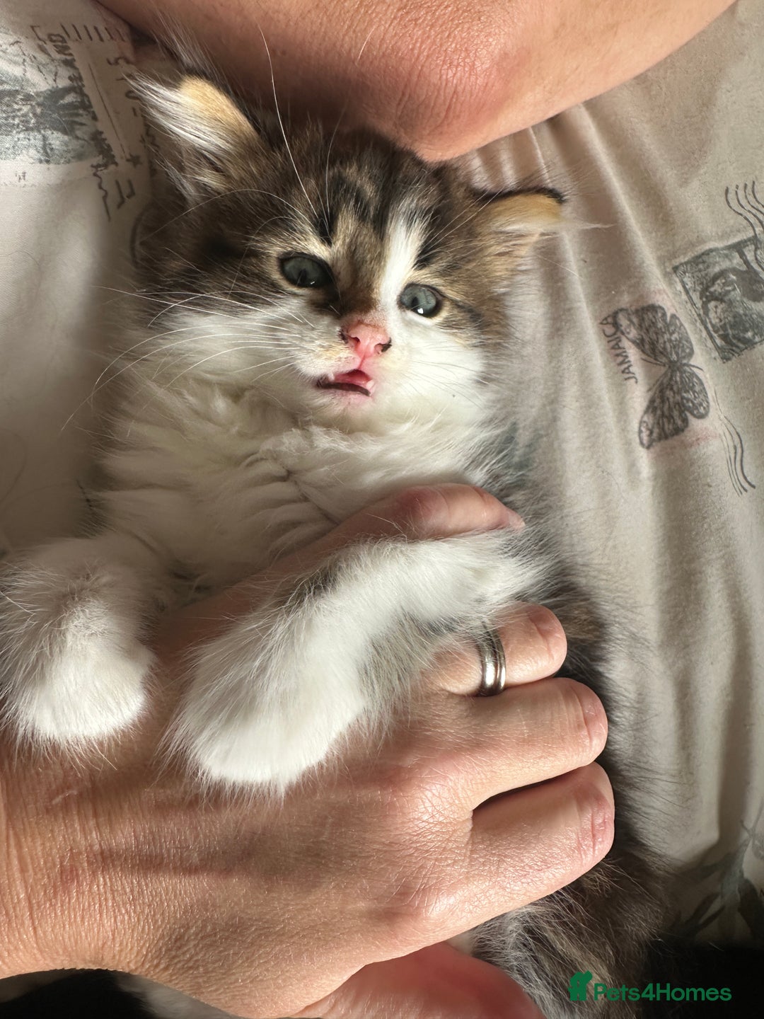 British Longhair cats for sale: Ready Now!! Beautiful BLH Kittens 💜🐾 - Image 8