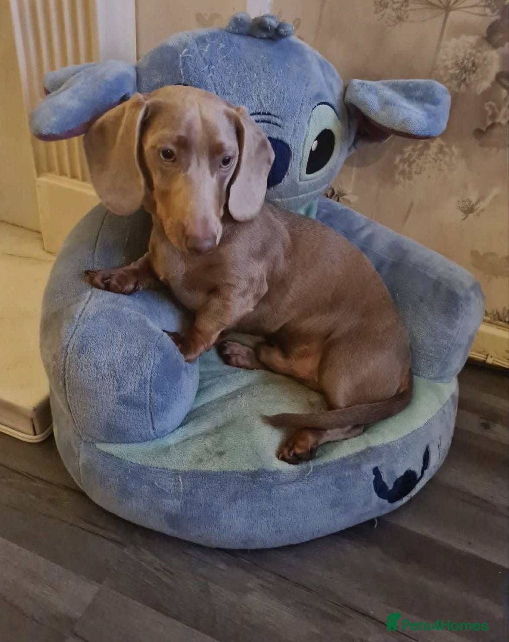 Rolo