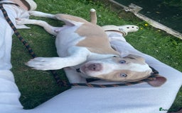 American Bulldog dogs for sale: Beautiful American bulldog boy pup - Image 6