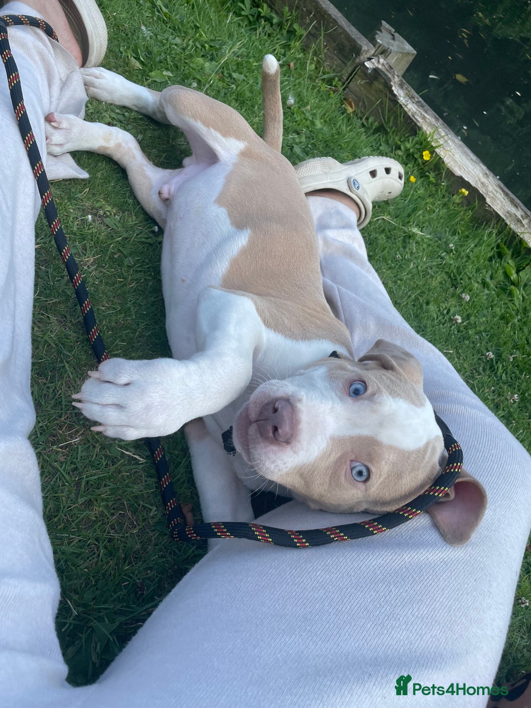 American Bulldog dogs for sale: Beautiful American bulldog boy pup - Image 6