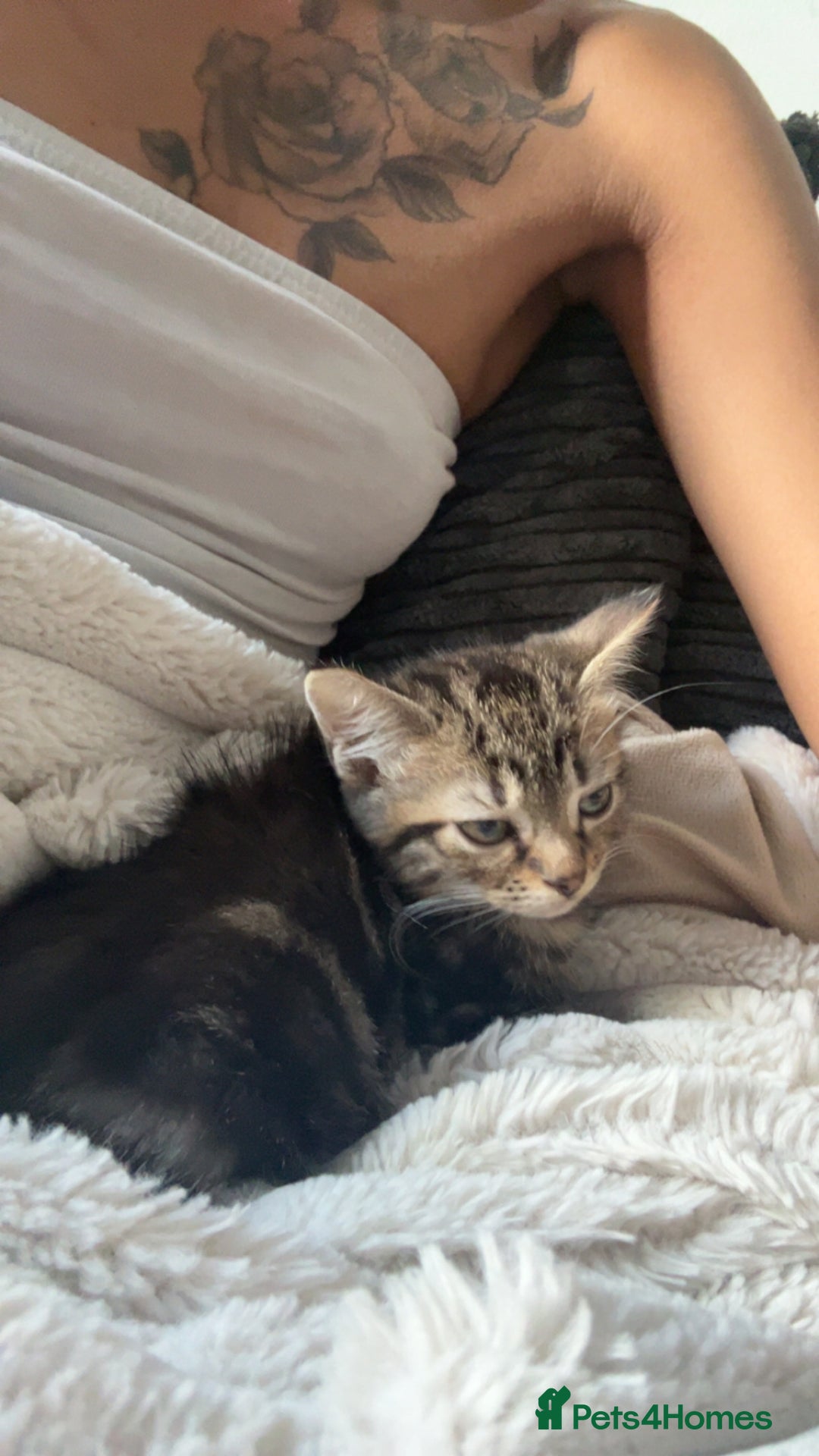 Mixed Breed cats for sale: Kitten ready to go home asap - Image 3