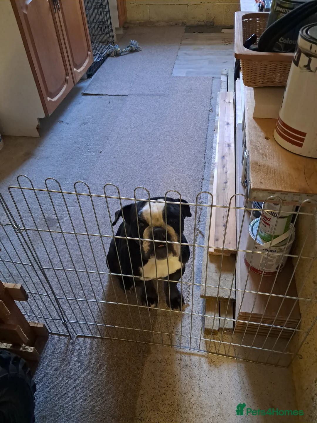 Olde English Bulldogge dogs for sale: Lily- Olde English Bulldogge  - Advert 1