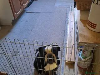 Olde English Bulldogge dogs Lily- Olde English Bulldogge - Advert 6