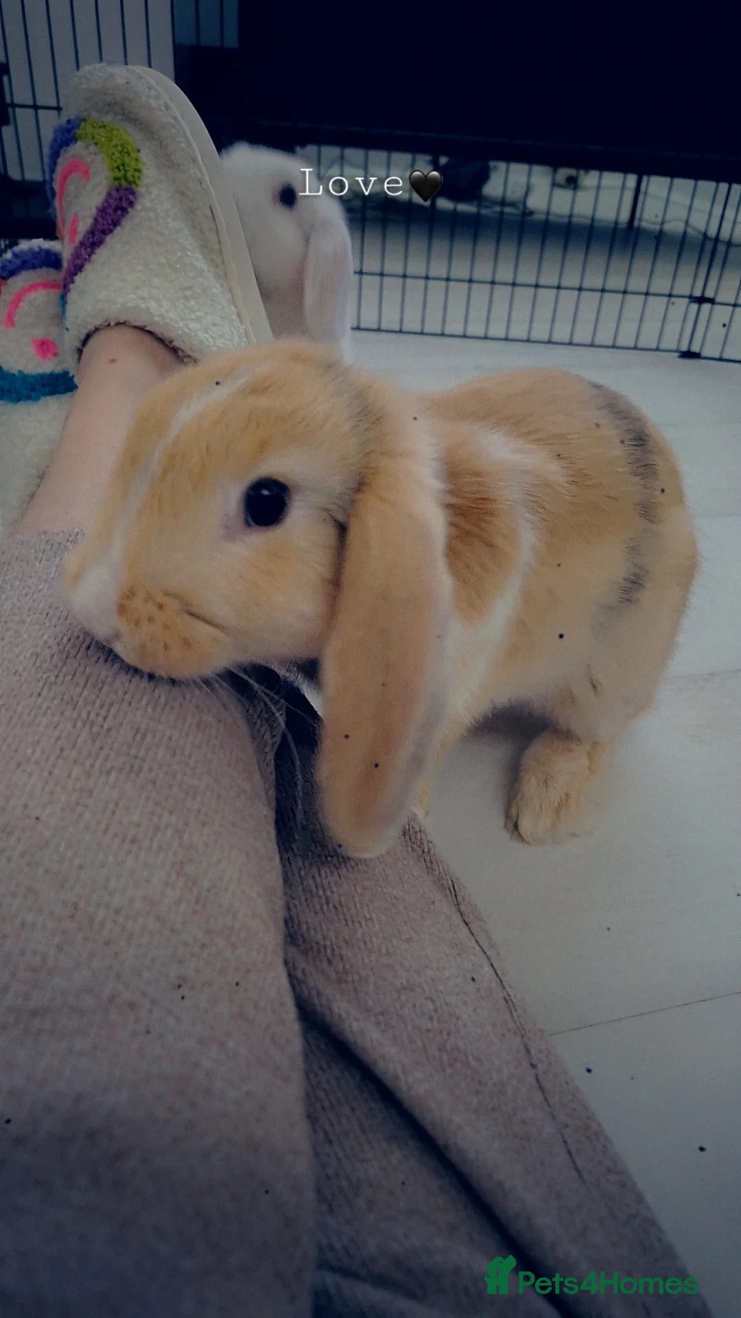 Mixed Breed rabbits for sale: Two beautiful 11 week old rabbits - Advert 2