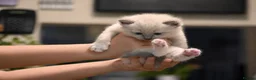 Ragdoll cats for sale: Blue Point Ragdolls | Celestial Litter - Advert 17