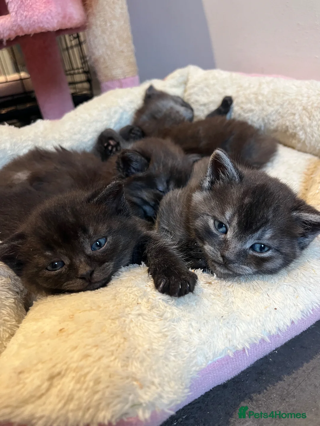 British Shorthair cats for sale: 5x British Short Hair Cross Kittens - Advert 1