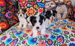 Biewer Terrier dogs for sale: Biewer Tereier Available 2 girls💜  1 Boy💚 - Image 1