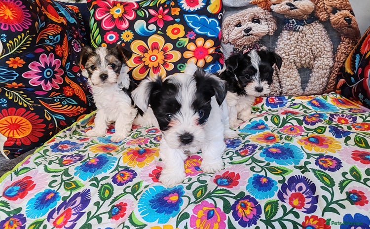 Biewer Terrier dogs - Advert 1