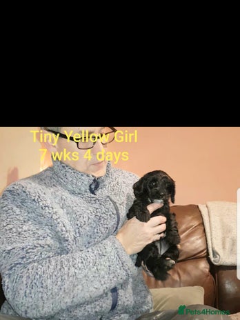 Sproodle dogs - Advert 2