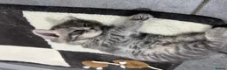 Mixed Breed cats for sale: Beautiful grey Fluffy Kittens! - Advert 7