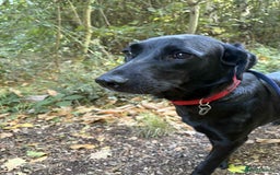 Labrador Retriever dogs for adoption: Pixie - Badersfield Norfolk  - Image 15