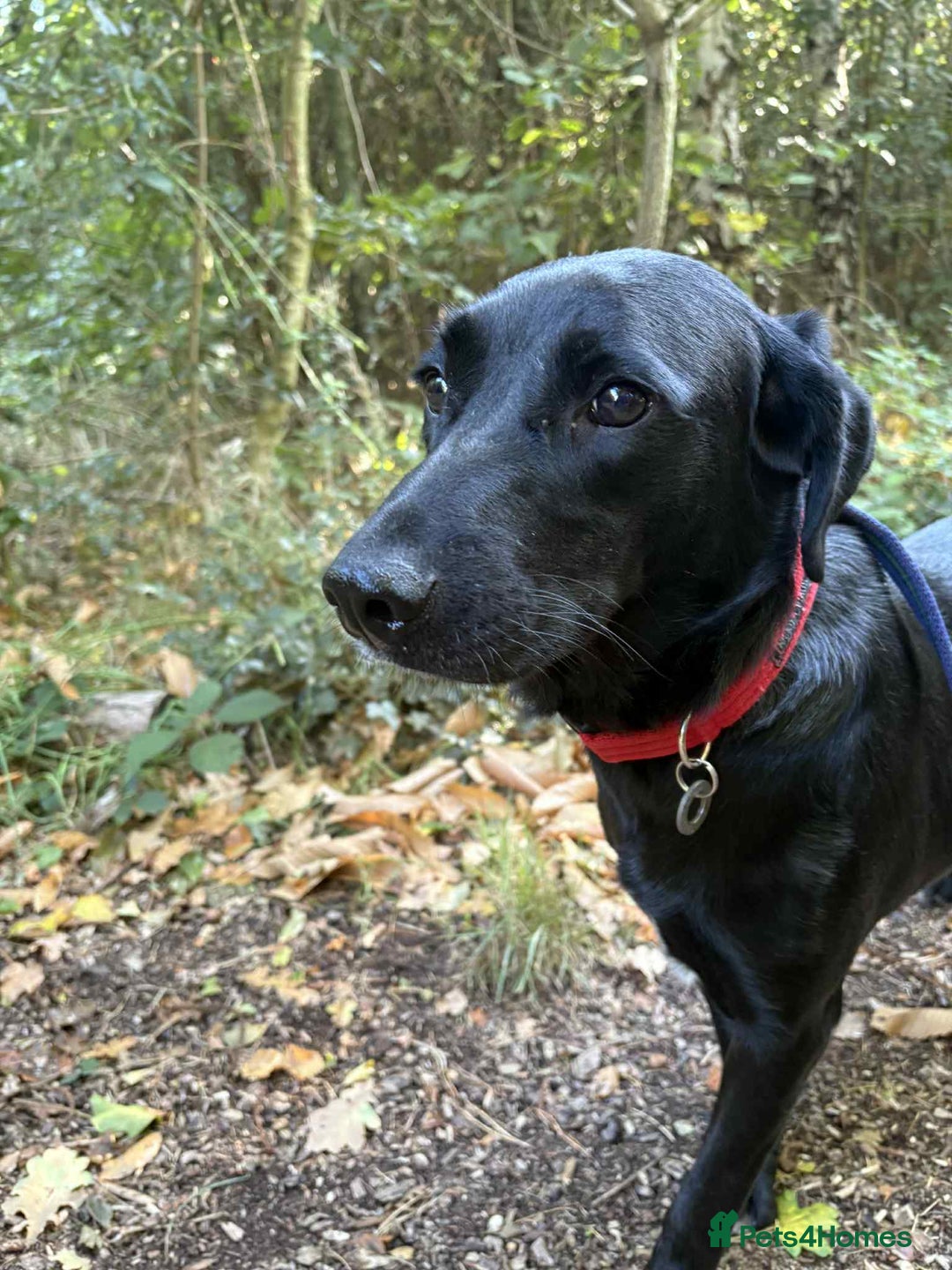 Labrador Retriever dogs for adoption: Pixie - Badersfield Norfolk  - Image 15
