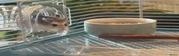 Hamster rodents for sale: Dwarf hamster in Dundee - Advert 3