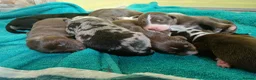 Border Collie dogs for sale: Border collie pups - Advert 1