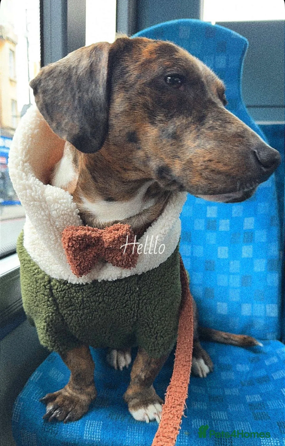 Mixed Breed dogs for sale: Friendly Dachshund x Staffy Needs New Home - Advert 2