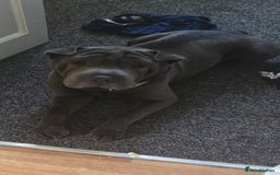 Shar Pei dogs for sale: 3x beautiful shar pei puppies  - Image 5