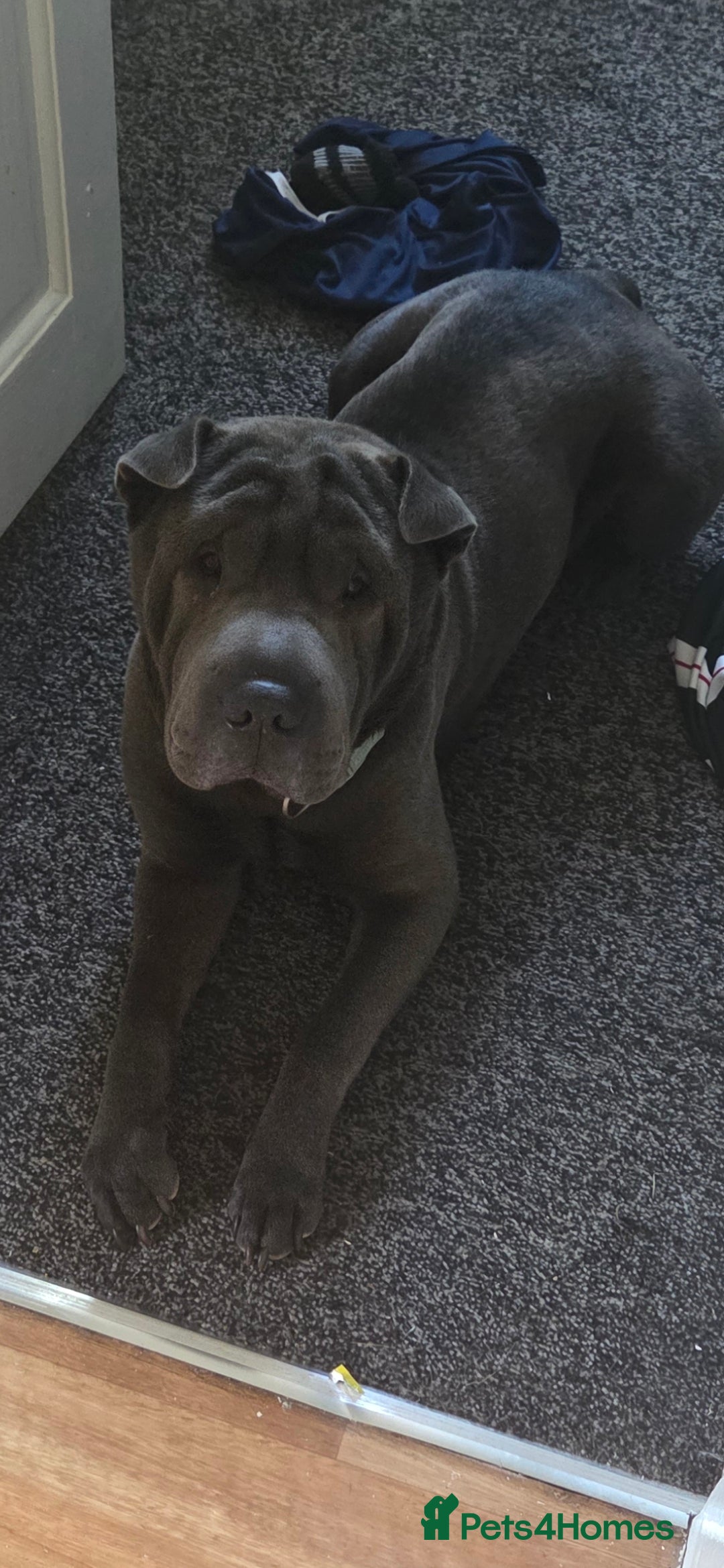 Shar Pei dogs for sale: 3x beautiful shar pei puppies  - Image 5