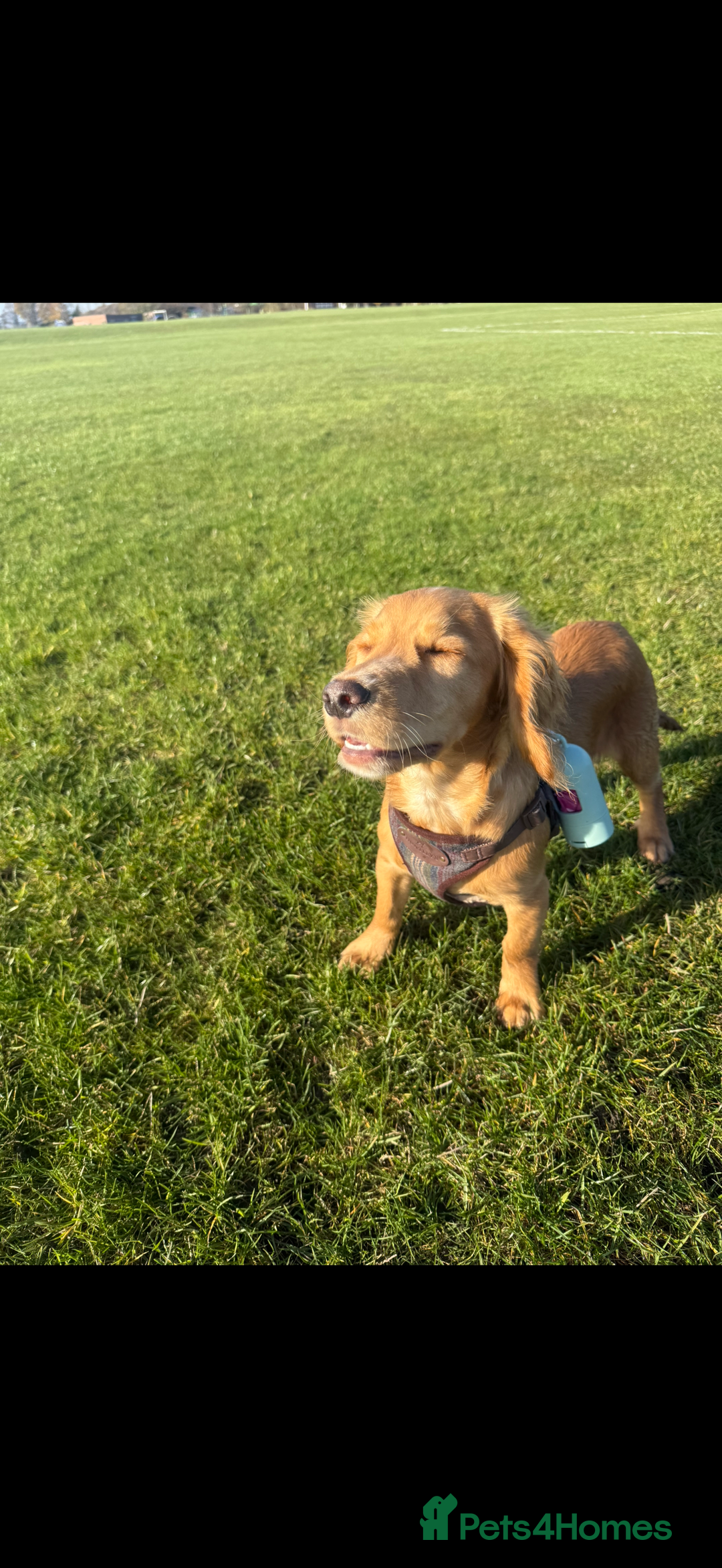 Cocker Spaniel dogs for sale: Cocker spaniel Puppy  - Advert 2