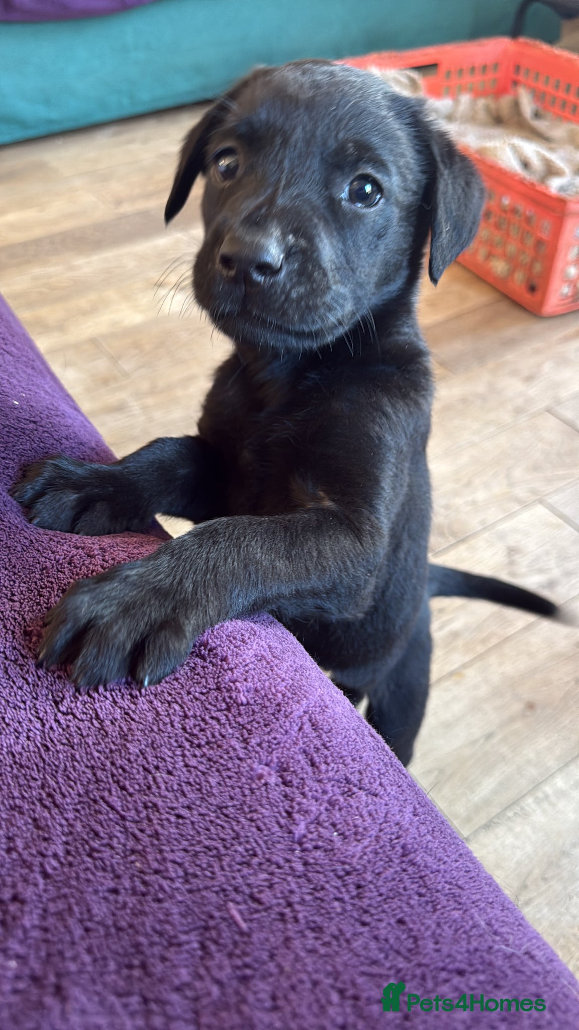 Labrador Retriever dogs Beautiful Black Labrador pups — 3 boys, 5 girls - Advert 2