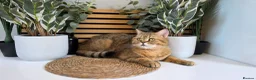 British Shorthair cats for sale: Beautiful British kittens - Advert 16