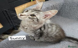 Maine Coon cats for sale: Large pedigree Tica Maine coon kittens READY  - Image 21