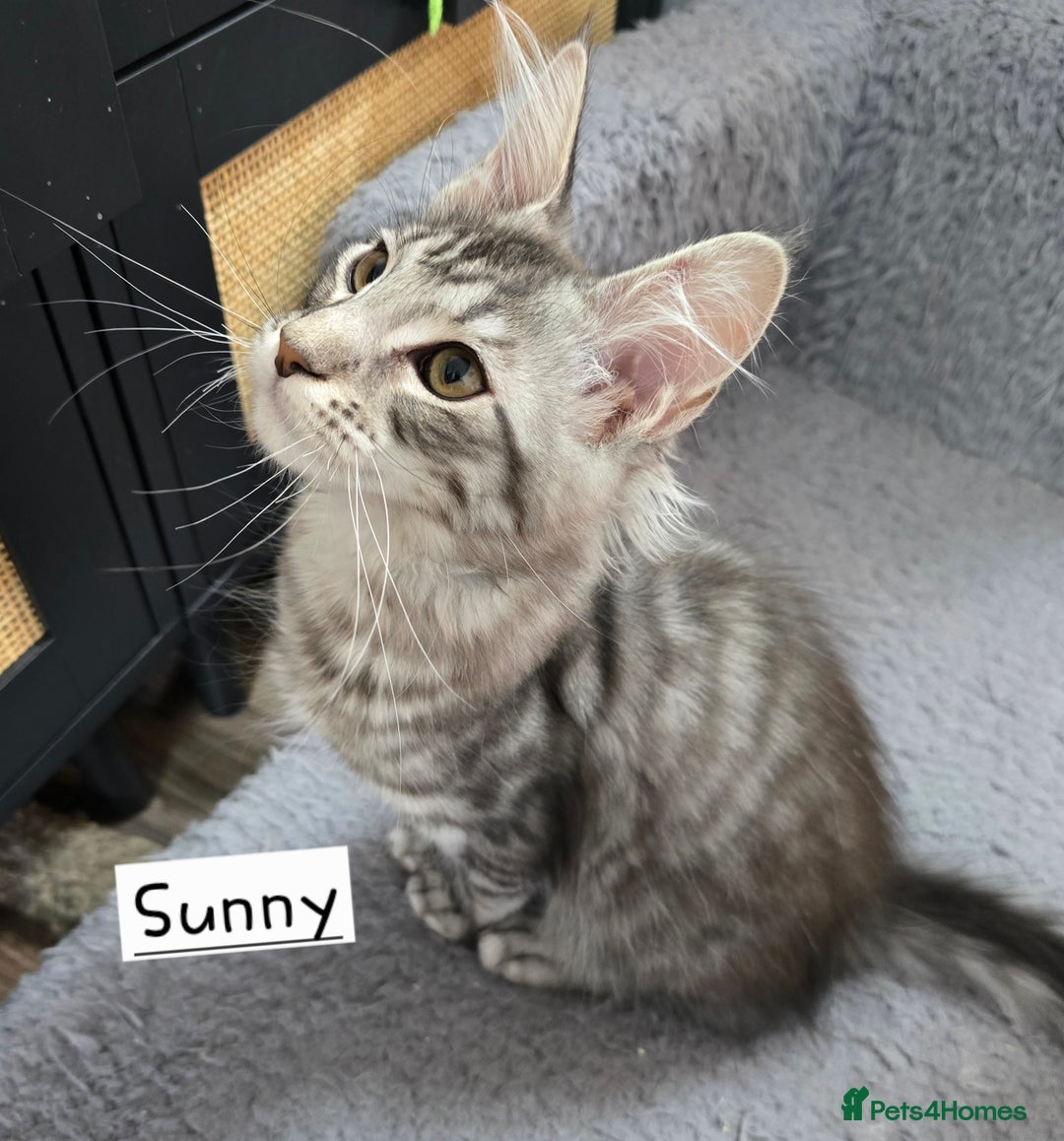 Maine Coon cats for sale: Large pedigree Tica Maine coon kittens READY  - Image 21