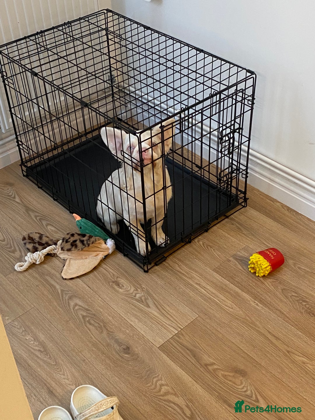 French Bulldog dogs for sale: Pink Fluffy(Ice)🧊  - Image 3