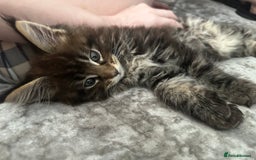 Maine Coon cats for sale: XXL Maine Coon Kittens Double TICA Champion lines  - Image 19