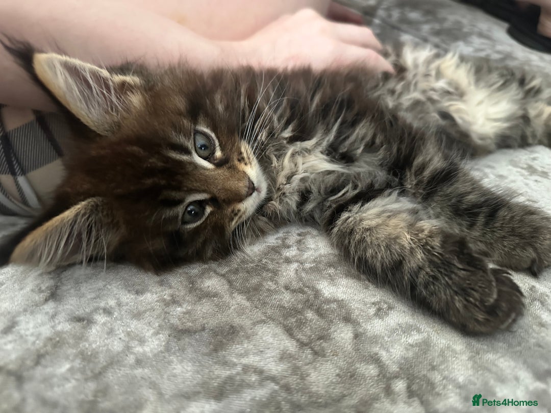 Maine Coon cats for sale: XXL Maine Coon Kittens Double TICA Champion lines  - Image 19
