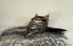 Maine Coon cats for stud: Marley available for stud duties!  - Image 7