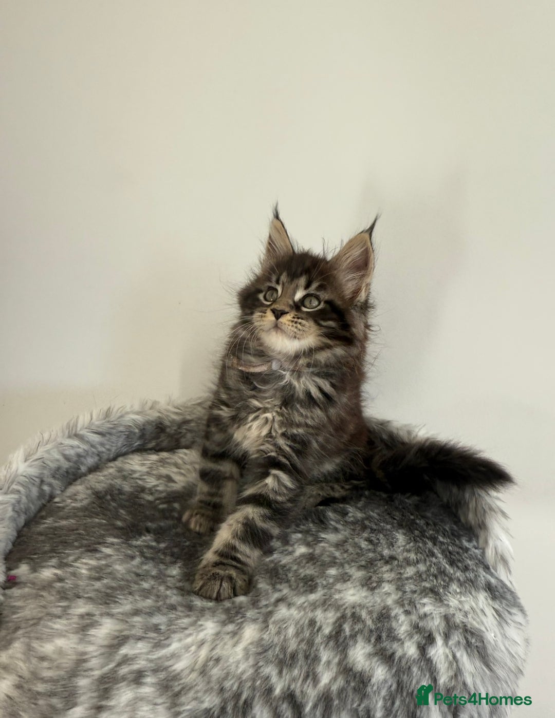 Maine Coon cats for stud: Marley available for stud duties!  - Image 7