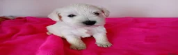 Miniature Schnauzer dogs for sale: Champion Bloodline White Miniature Schnauzers  in Preston - Advert 8