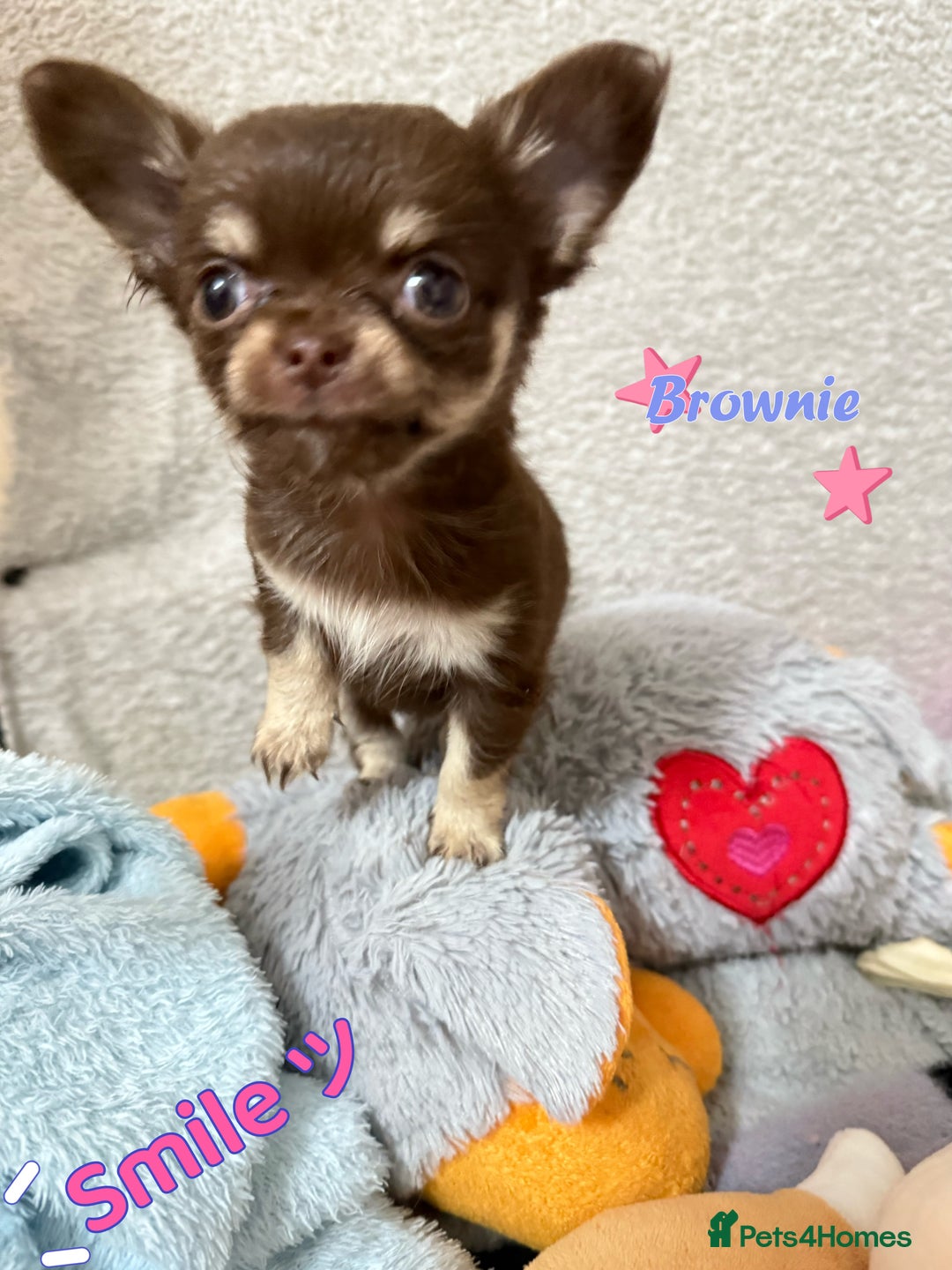 Chihuahua dogs for sale: 🔥 Adorable long-haired Chihuahua puppies for sale - Image 21