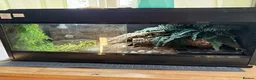 Snake reptiles for sale: Western Hognose Snake – Male (Believed) in Hornsea - Advert 4