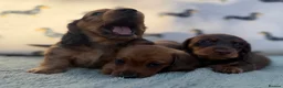 Miniature Dachshund dogs for sale: Quality miniature dachshunds  - Advert 4
