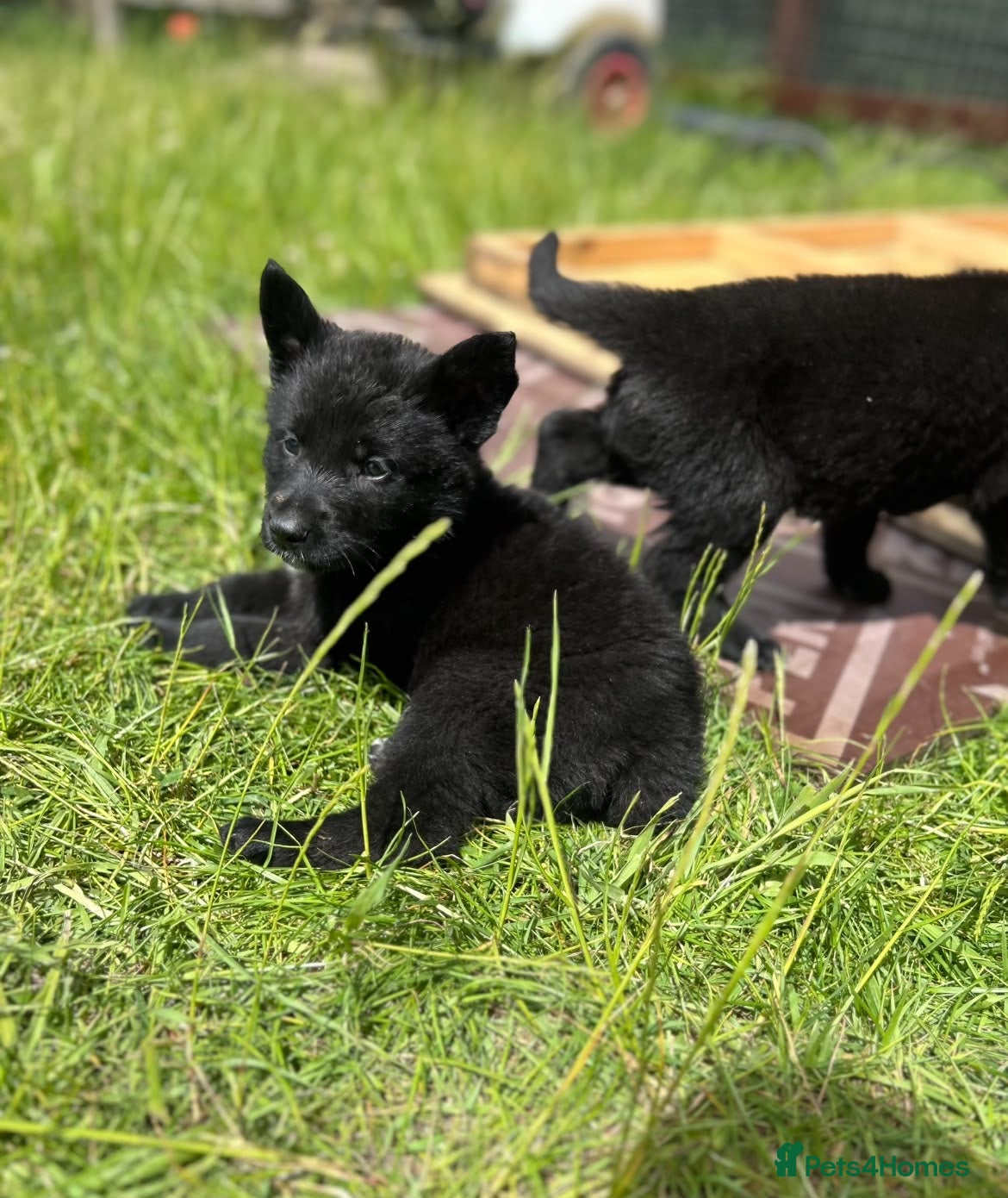 German Shepherd dogs BLACK GSD PUPPIES  - Advert 16
