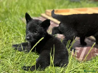 German Shepherd dogs BLACK GSD PUPPIES - Advert 16