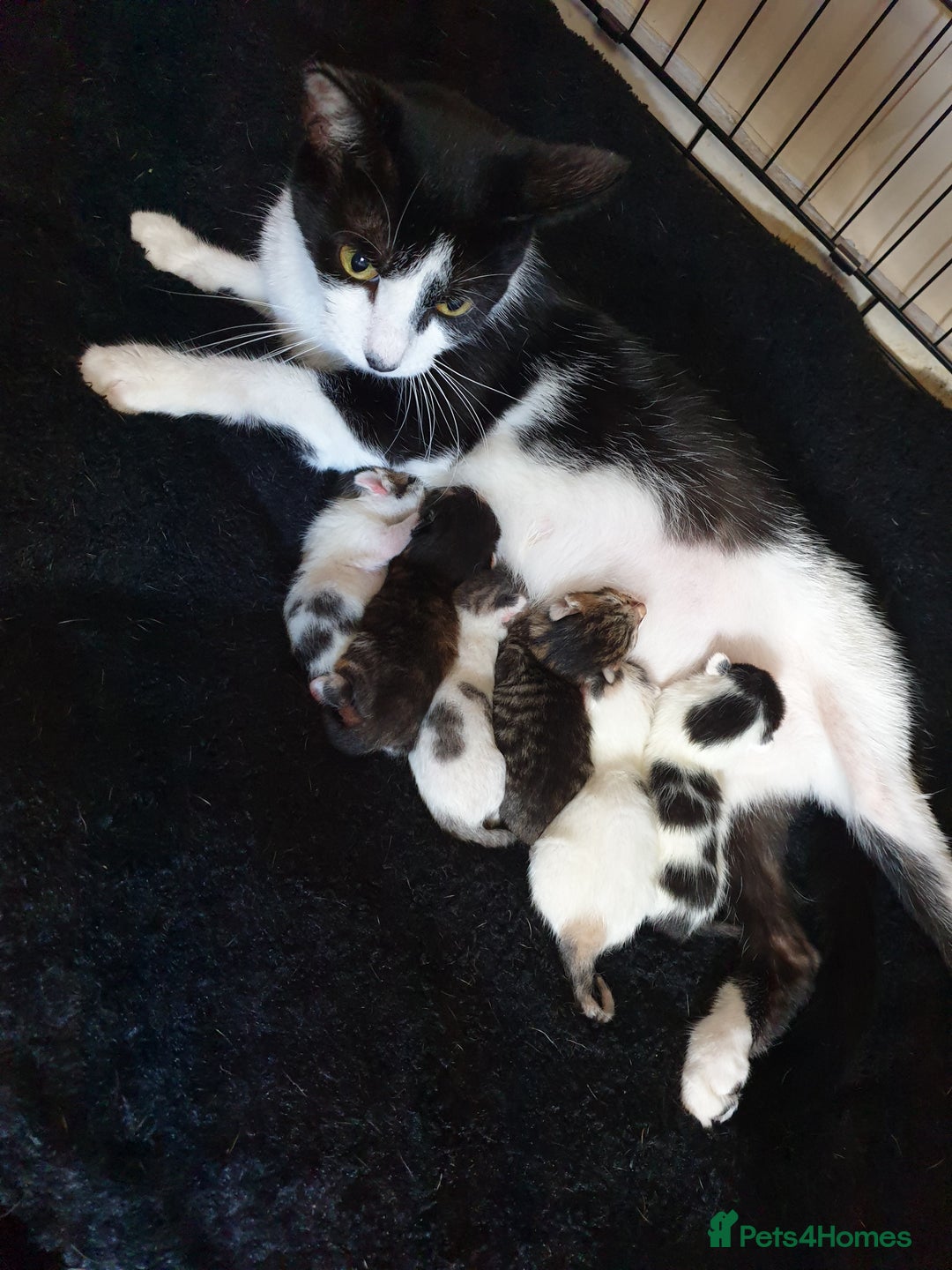 Domestic Shorthair cats for sale: 3 beautiful boys left ! Ready now - Image 10