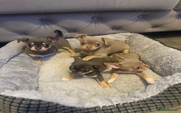 Chihuahua dogs for sale: The smallest girl is still available 🏡 last pup - Image 2
