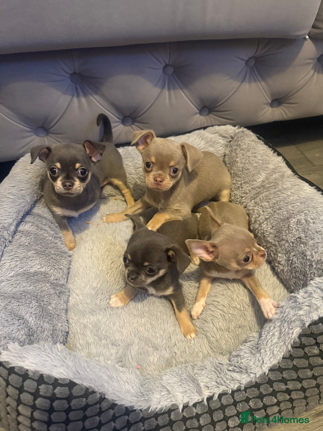 Chihuahua dogs for sale: The smallest girl is still available 🏡 last pup - Image 2