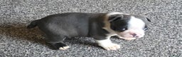 Boston Terrier dogs for sale: Stunning Rare Blue Boy  - Advert 4