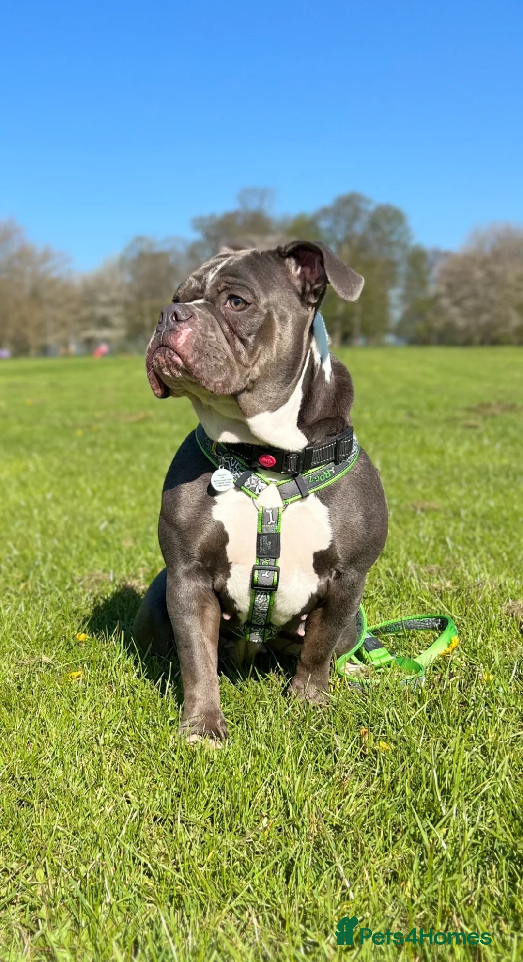 Olde English Bulldogge dogs for sale: 🔥🔥Champion bloodline Olde English Bulldog🔥🔥 in Derby - Advert 2