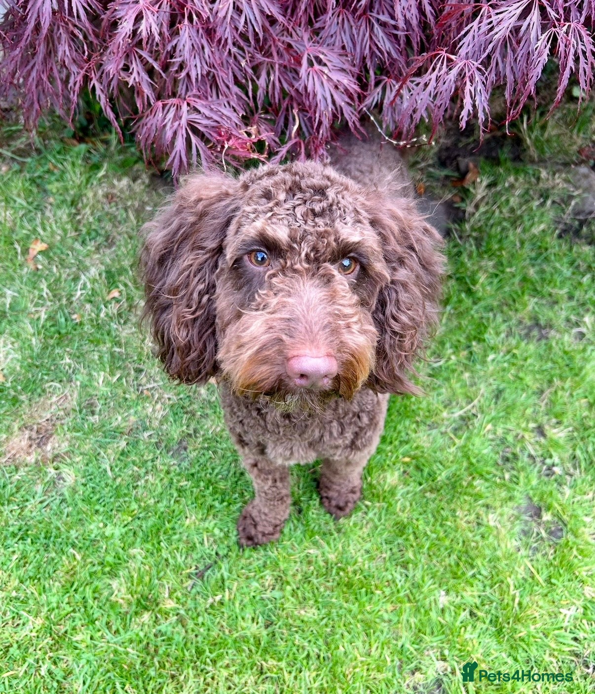 Cockapoo dogs  2 1/2 year old chocolate castrated cockapoo boy - Advert 14