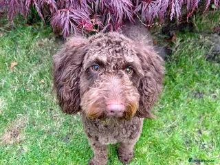 Cockapoo dogs 2 1/2 year old chocolate castrated cockapoo boy - Advert 14