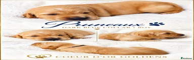 Golden Retriever dark Blue