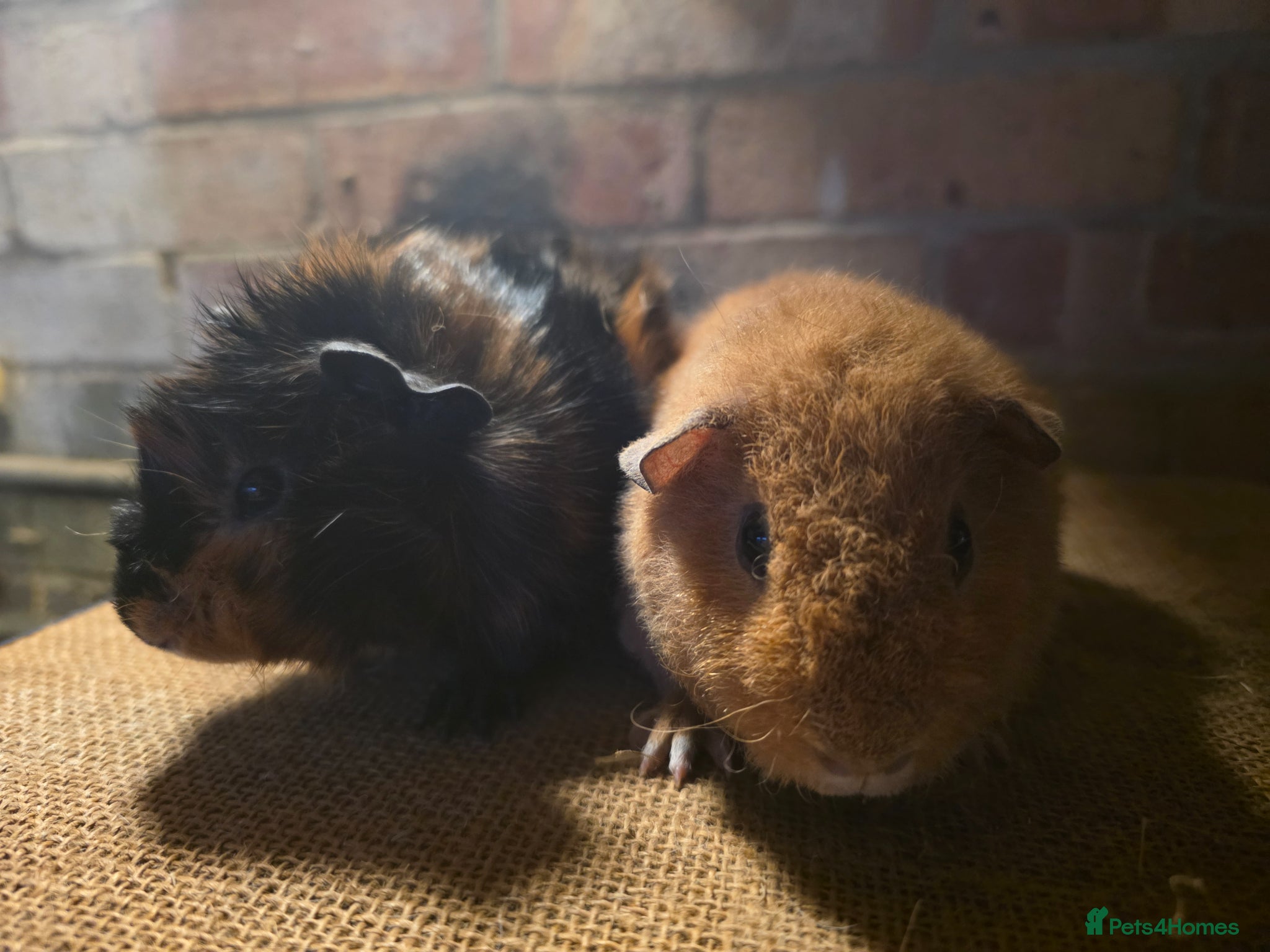 Guinea Pig rodents for sale: Two baby boars for sale - Advert 2