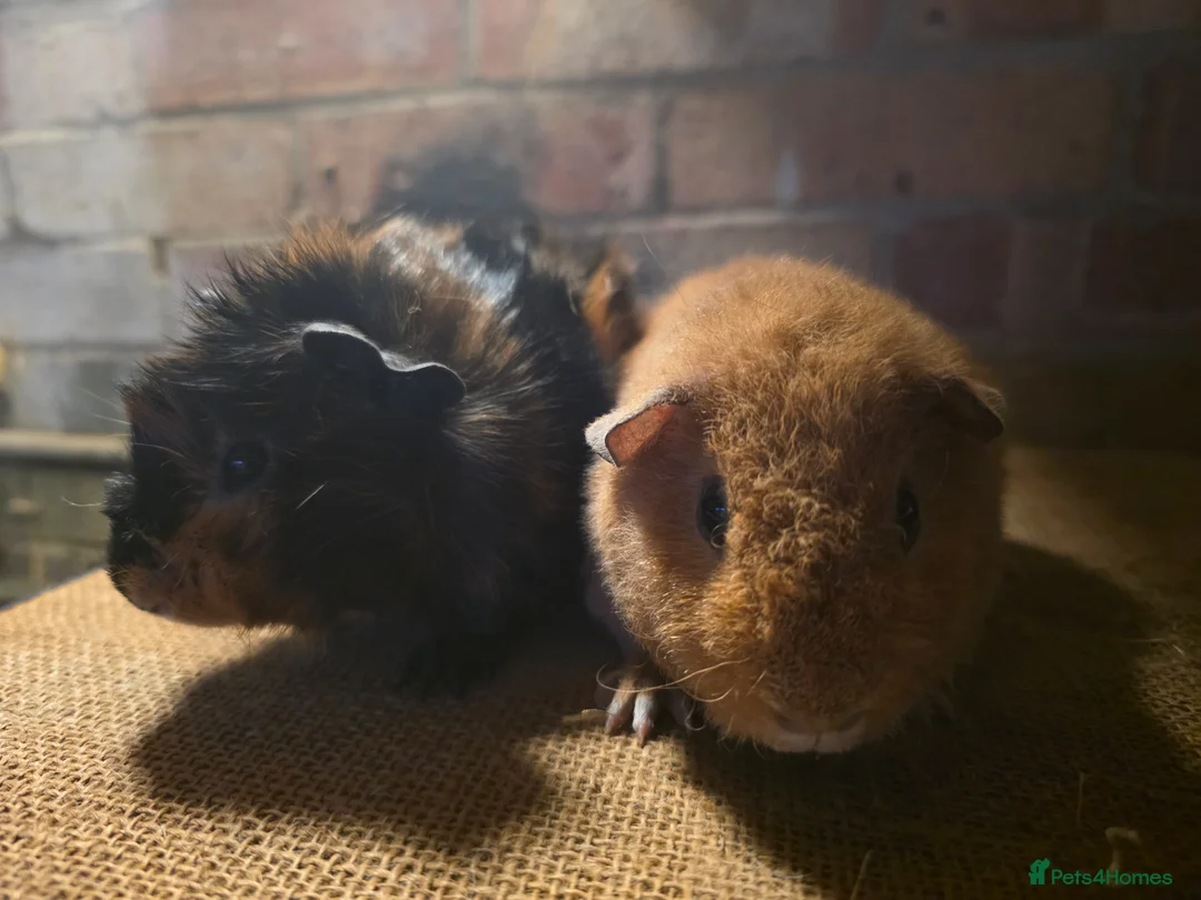 Guinea Pig rodents for sale: Two baby boars for sale - Advert 1