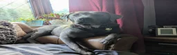 Labrador Retriever dogs for sale: Silver Labrador  - Advert 29