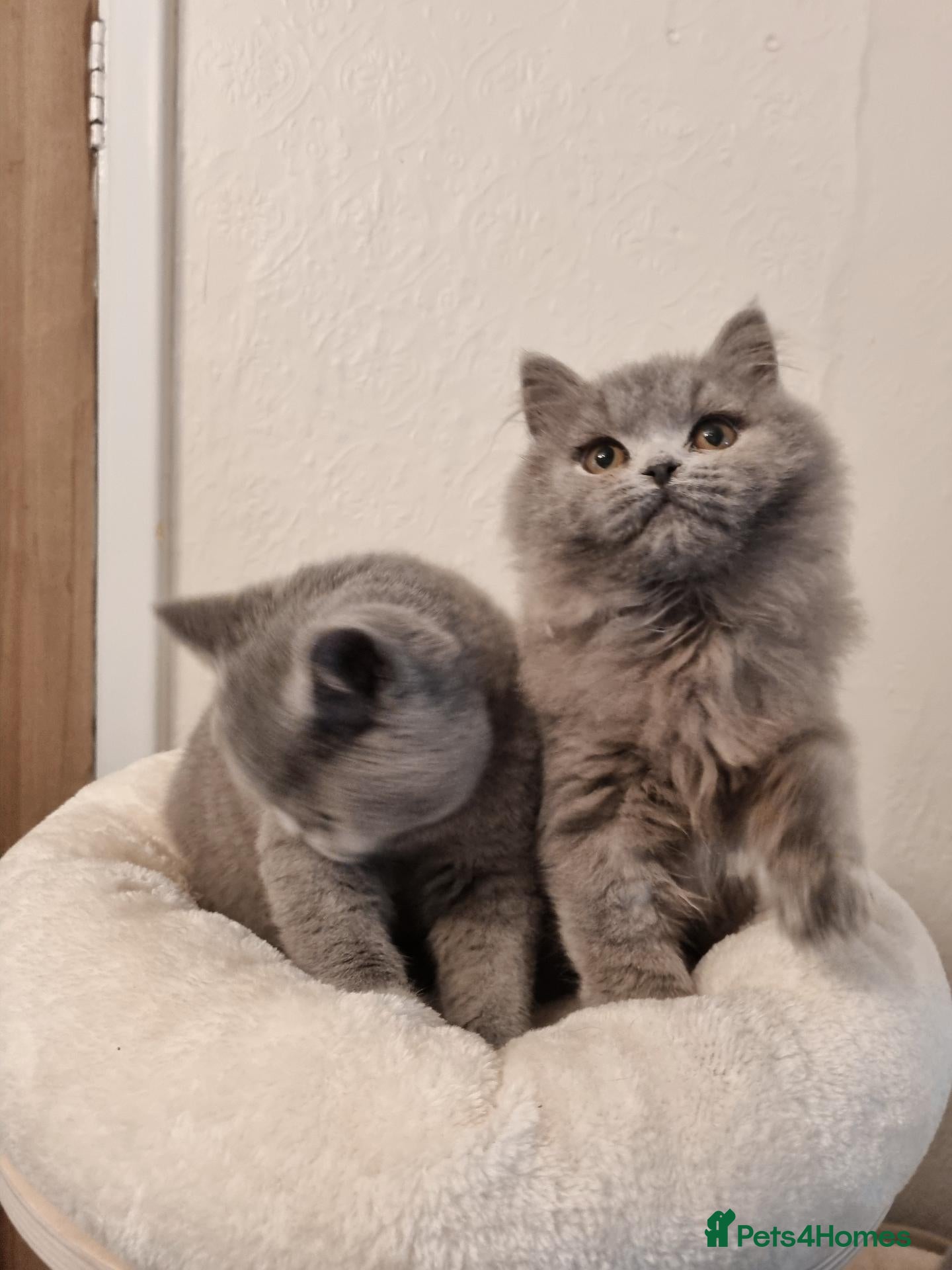 British Longhair cats Gorgeous Blue Longhair Kitten Neutered  - Advert 5