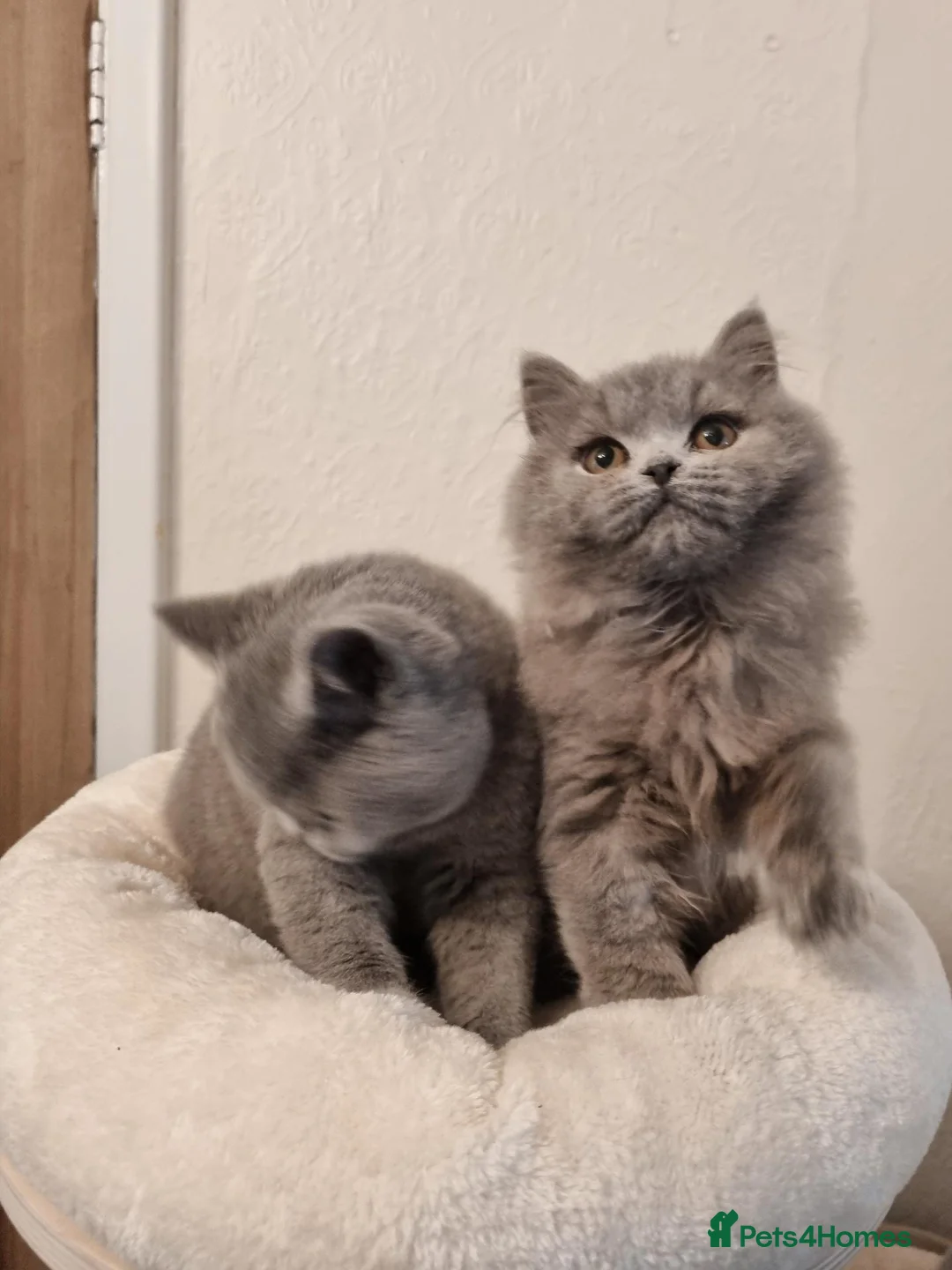 British Longhair cats for sale: Gorgeous Blue Longhair Kitten Neutered  - Advert 1